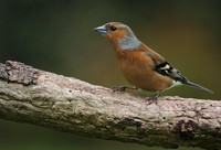 Male Chaffinch