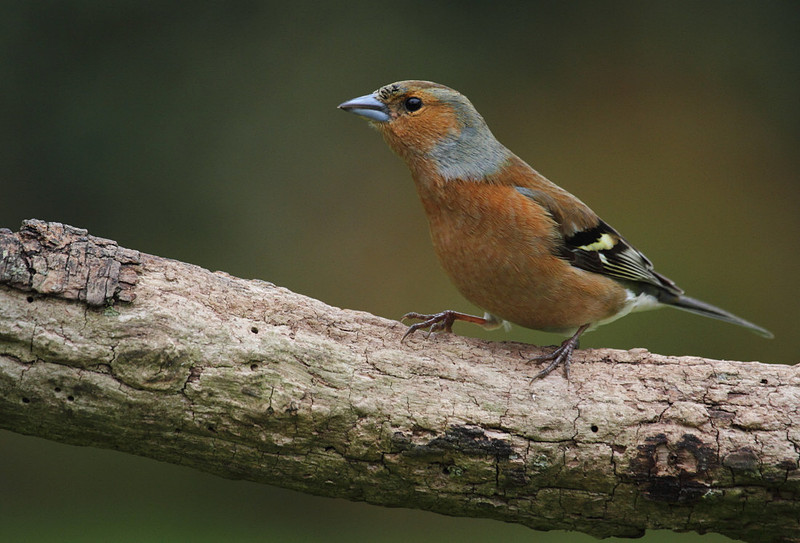 Male Chaffinch