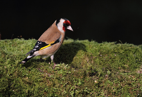 Goldfinch