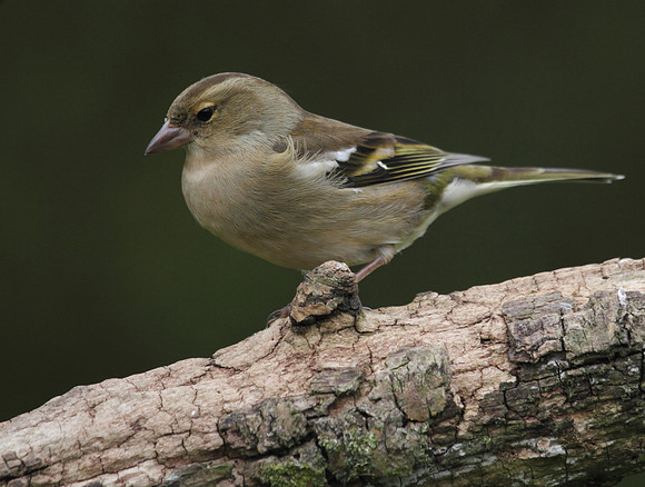 Female Chaffinch