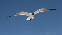 Laughing Gull