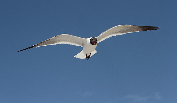 Laughing Gull