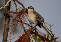 Northern Mocking Bird