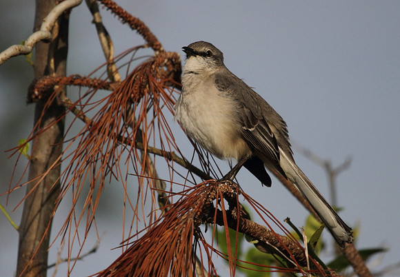 Northern Mocking Bird