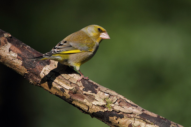 Male Greenfinch
