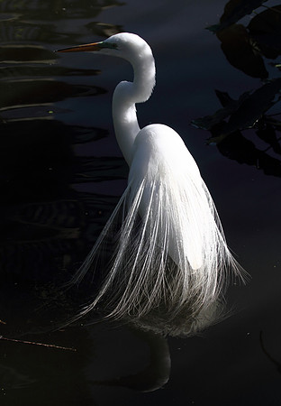 Great Egret