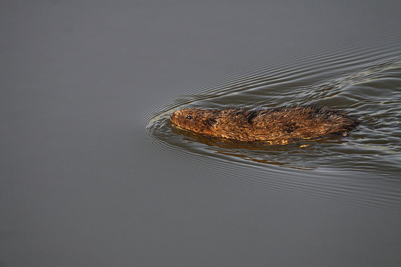Water Vole
