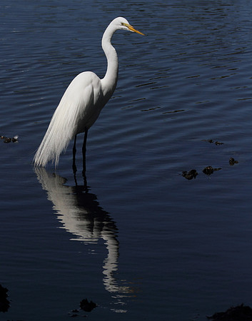 Great Egret