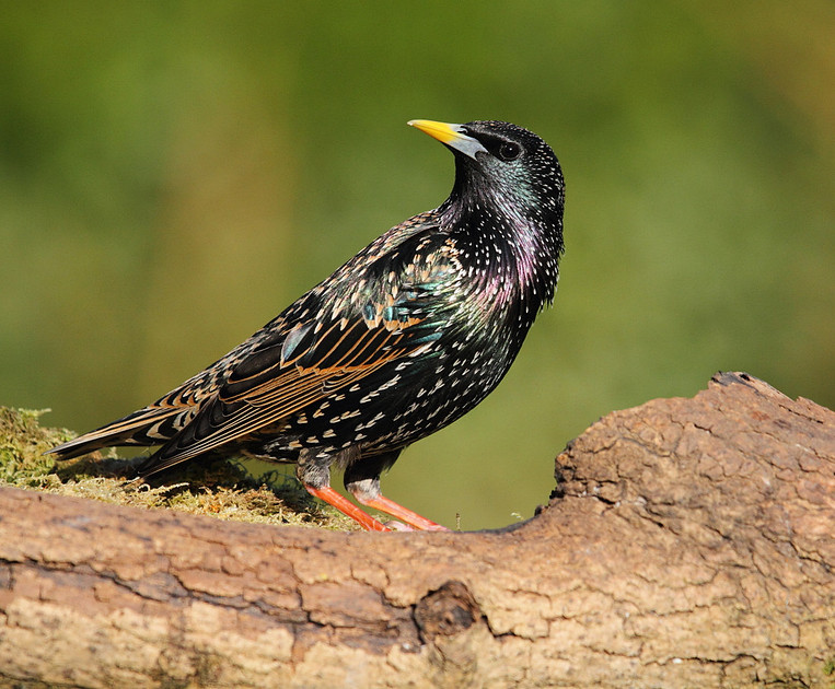 Starling