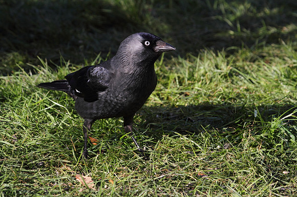 Jackdaw