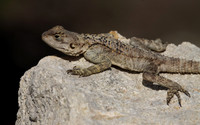 Agama Lizard
