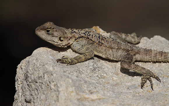 Agama Lizard