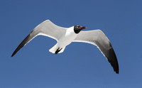Laughing Gull