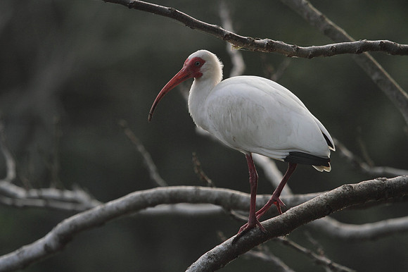 White Ibis