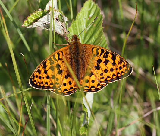 Dark Green Fritillary