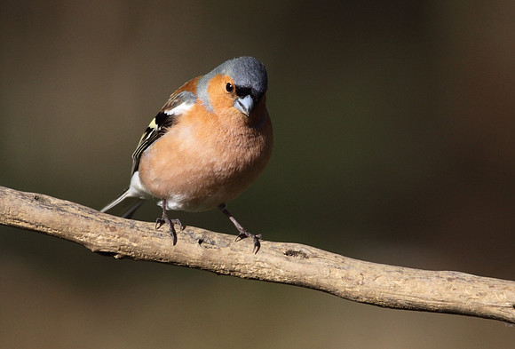Male Chaffinch