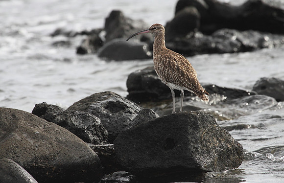 Whimbrel