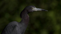 Little Blue Heron