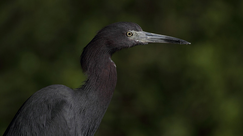 Little Blue Heron