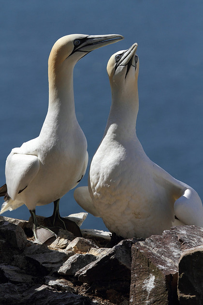 Gannets sparring