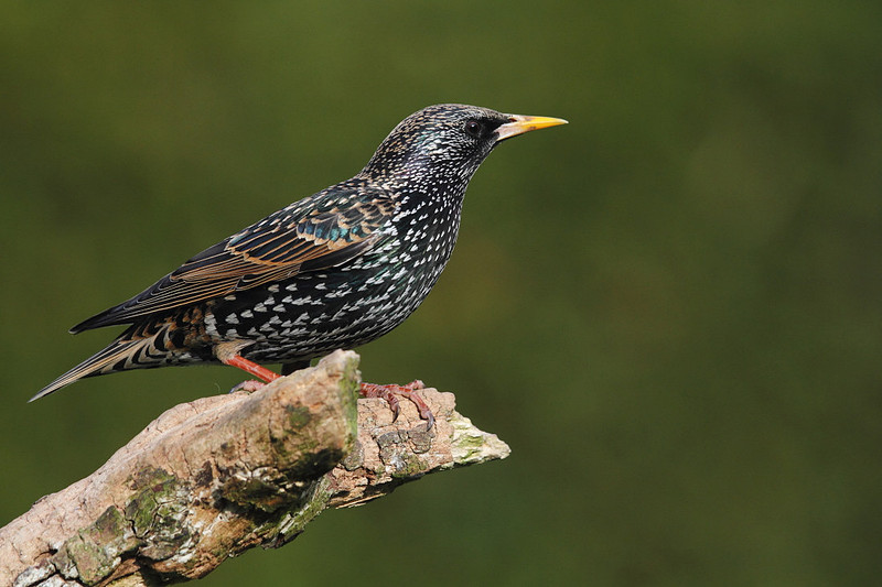 Starling