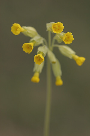 Cowslip