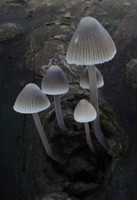 Mycena Fungi