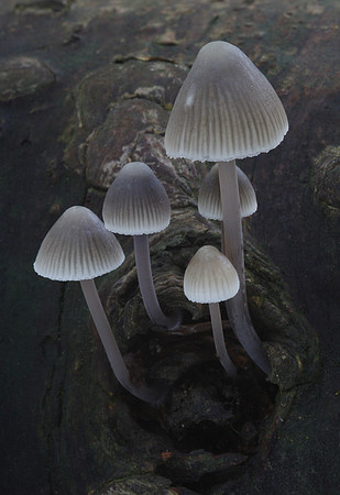 Mycena Fungi