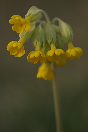 Cowslip