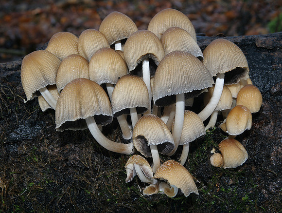 Glistening Ink Cap