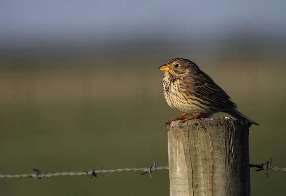 Corn Bunting