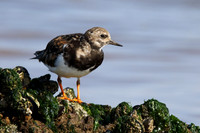 Turnstone