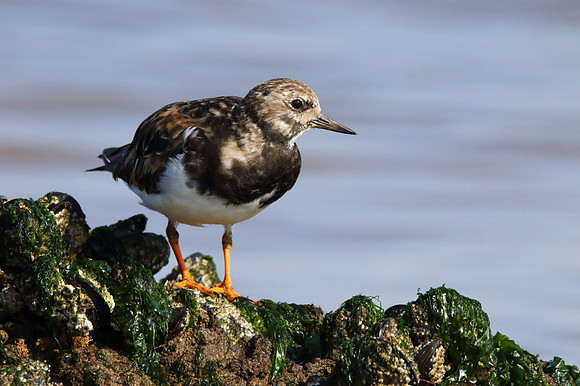 Turnstone