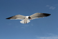 Laughing Gull