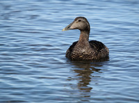 Female Eider