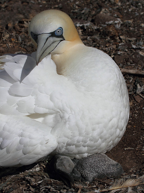 Gannet with chick