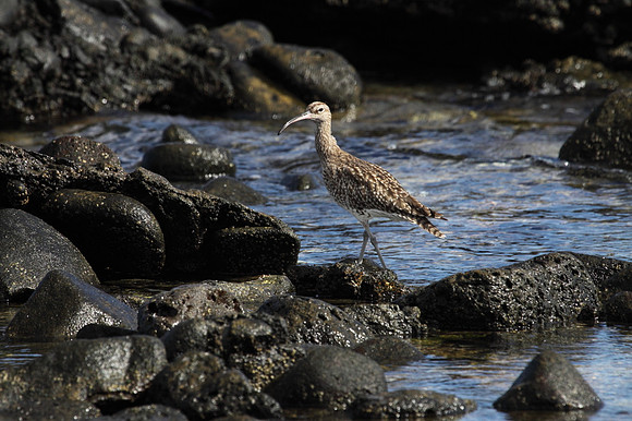 Whimbrel