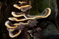 Many Zoned Polypore