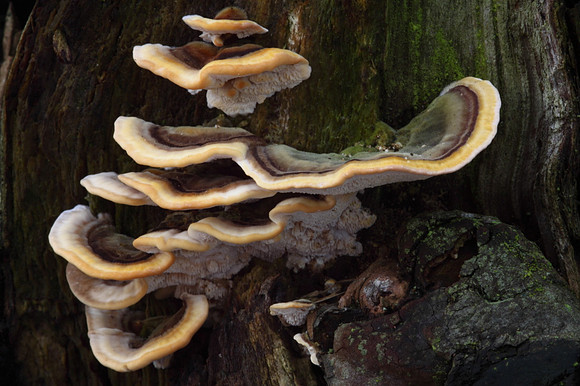 Many Zoned Polypore