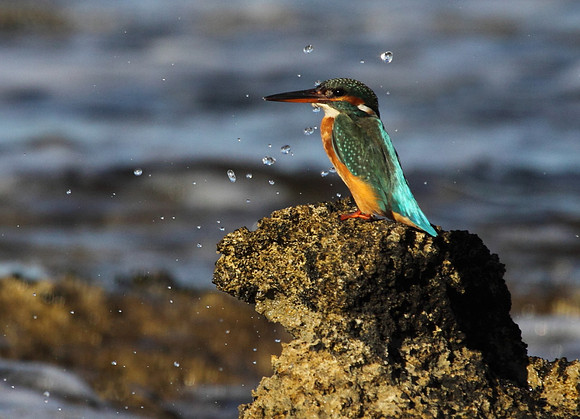 Female Kingfisher