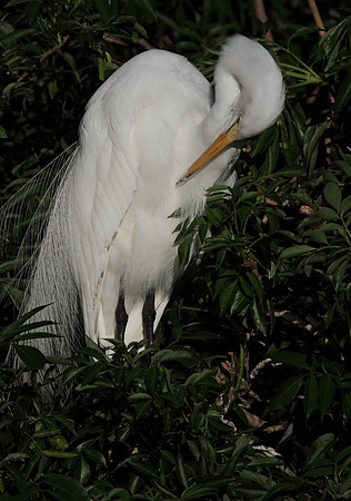 Great Egret preening