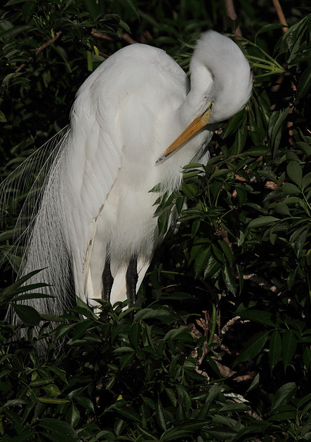 Great Egret preening