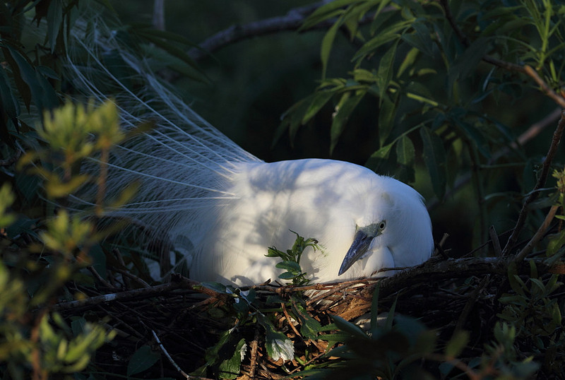 Great Egret on nest