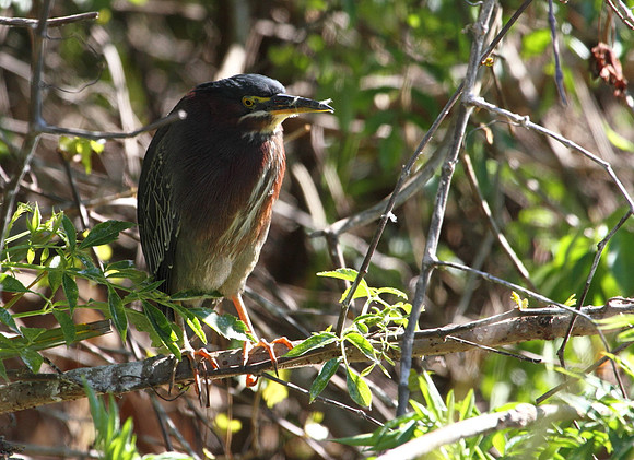 Green Heron