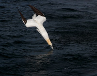 Gannet dive