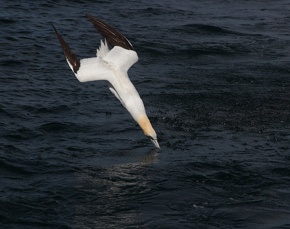 Gannet dive