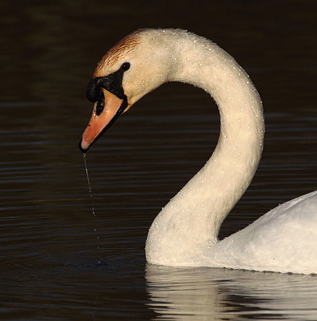 Mute Swan