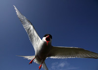 Arctic Tern attack