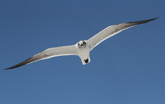 Laughing Gull
