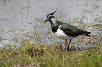 Lapwing
